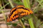 Byblia ilithyia