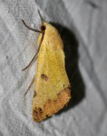 Ophiusa legendrei