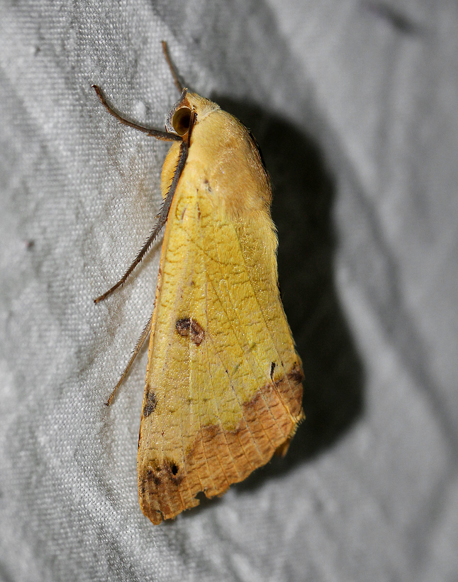 Ophiusa legendrei