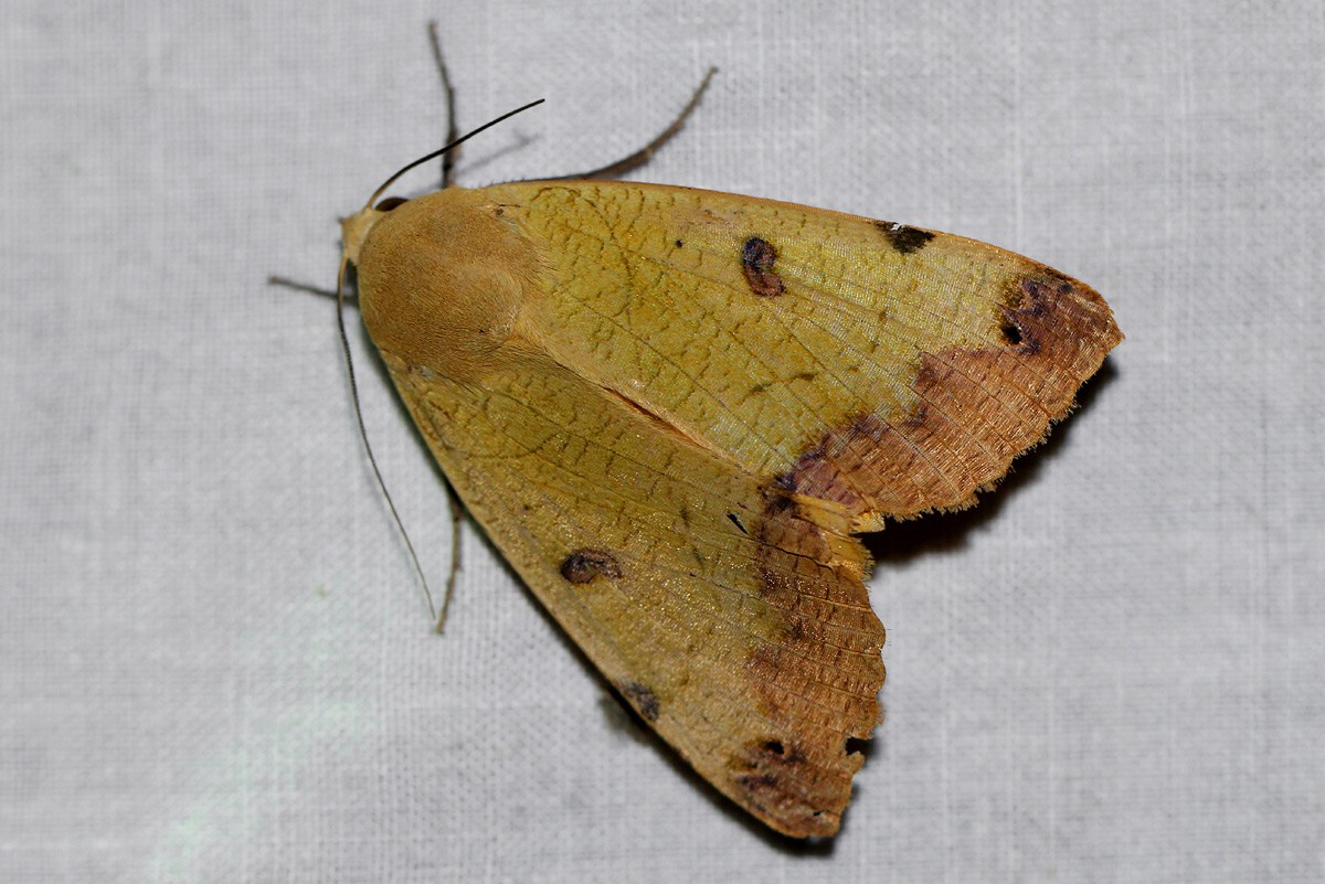 Ophiusa legendrei