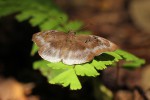Tagiades flesus