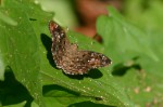 Sarangesa seineri