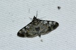 Glyphodes negatalis