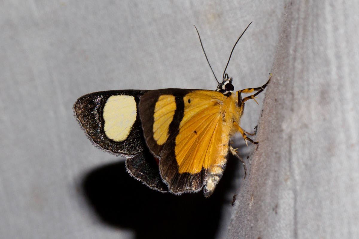 Agoma trimenii
