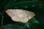 Xanthisthisa niveifrons