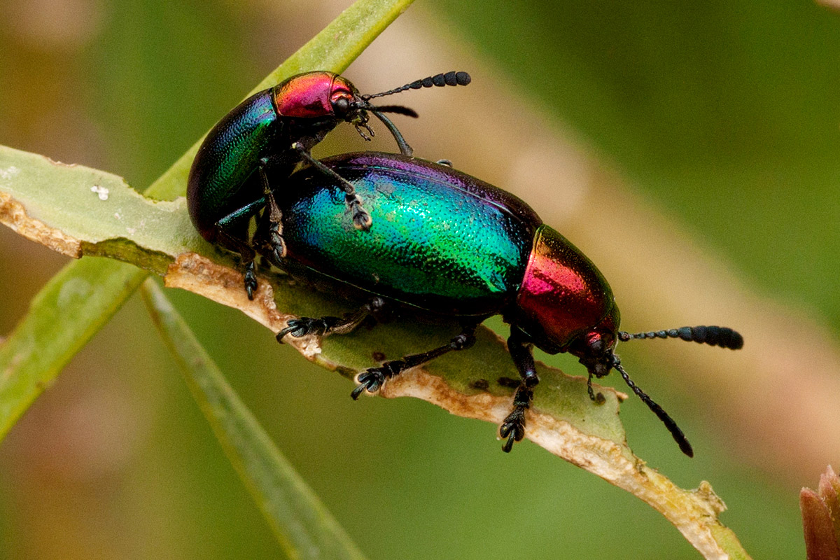 Platycorynus dejeani