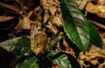 Lachnoptera ayresii