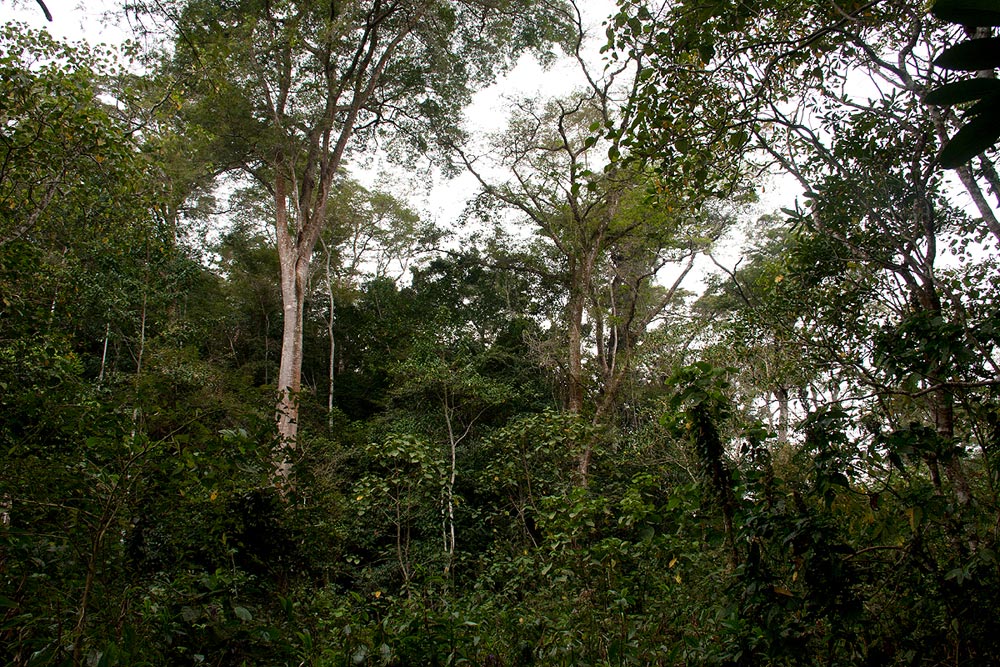 Forest view. 